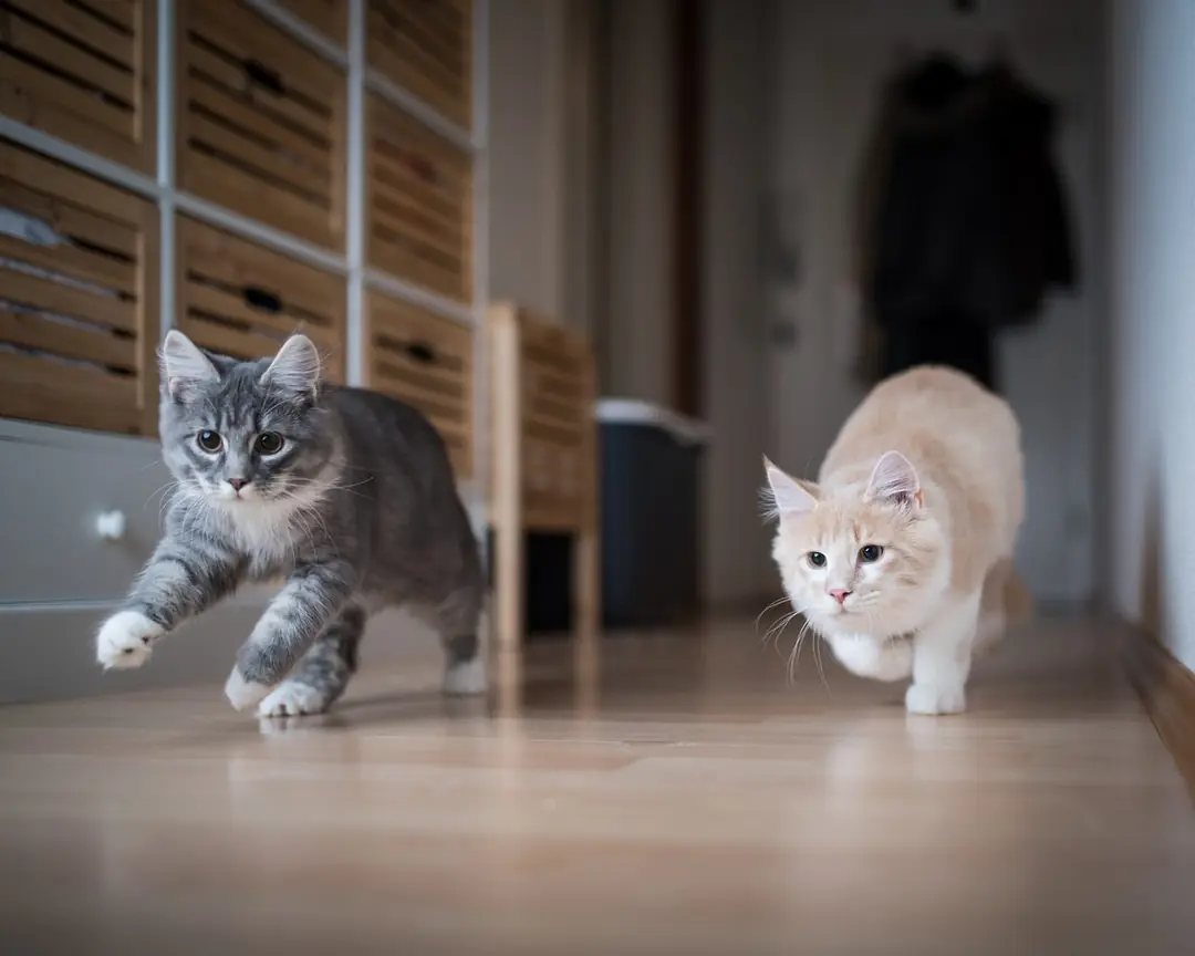 Blog post: Eve Yeni Kedi Alanlar İçin Rehber: İlk Günlerden Bakım İpuçlarına Kadar Tüm Detaylar