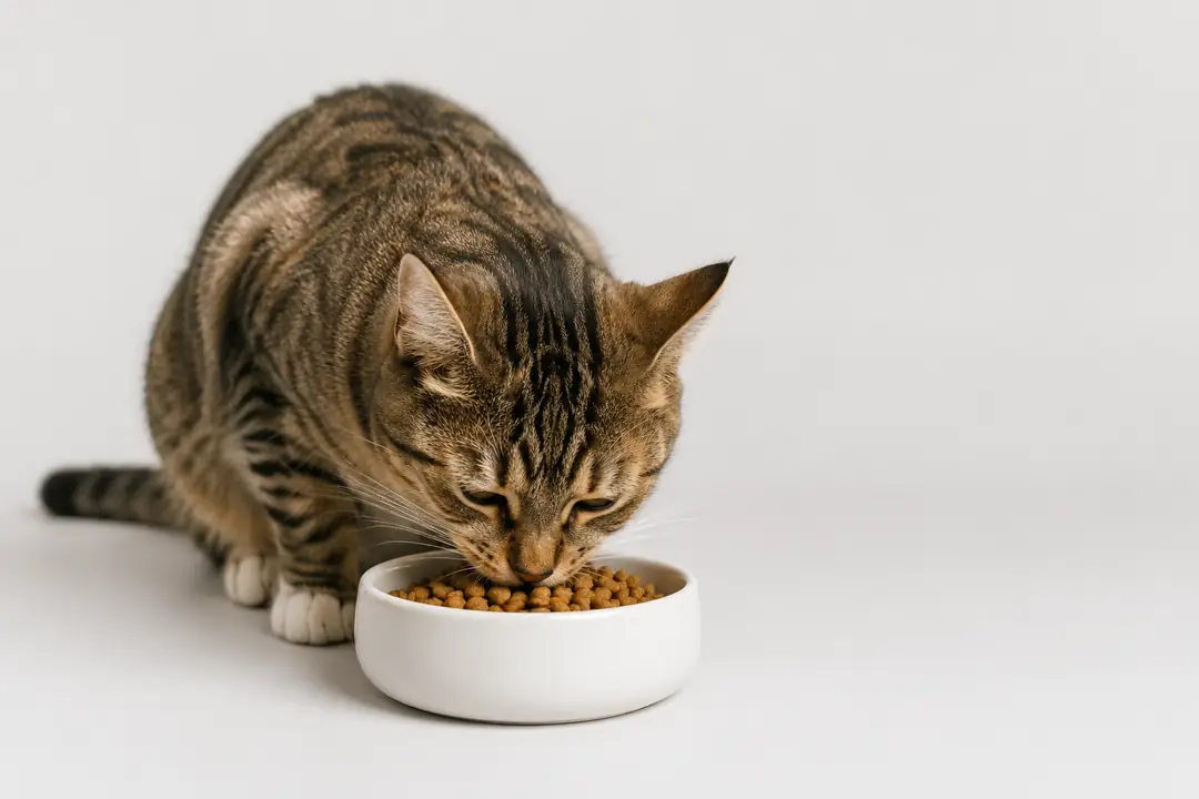 Blog post: En İyi Kedi Mamaları Markası Hangisi - En iyi Kedi Maması - En İyi Kedi Maması Markaları - Dünyanın En İyi Kedi Maması Nedir ?